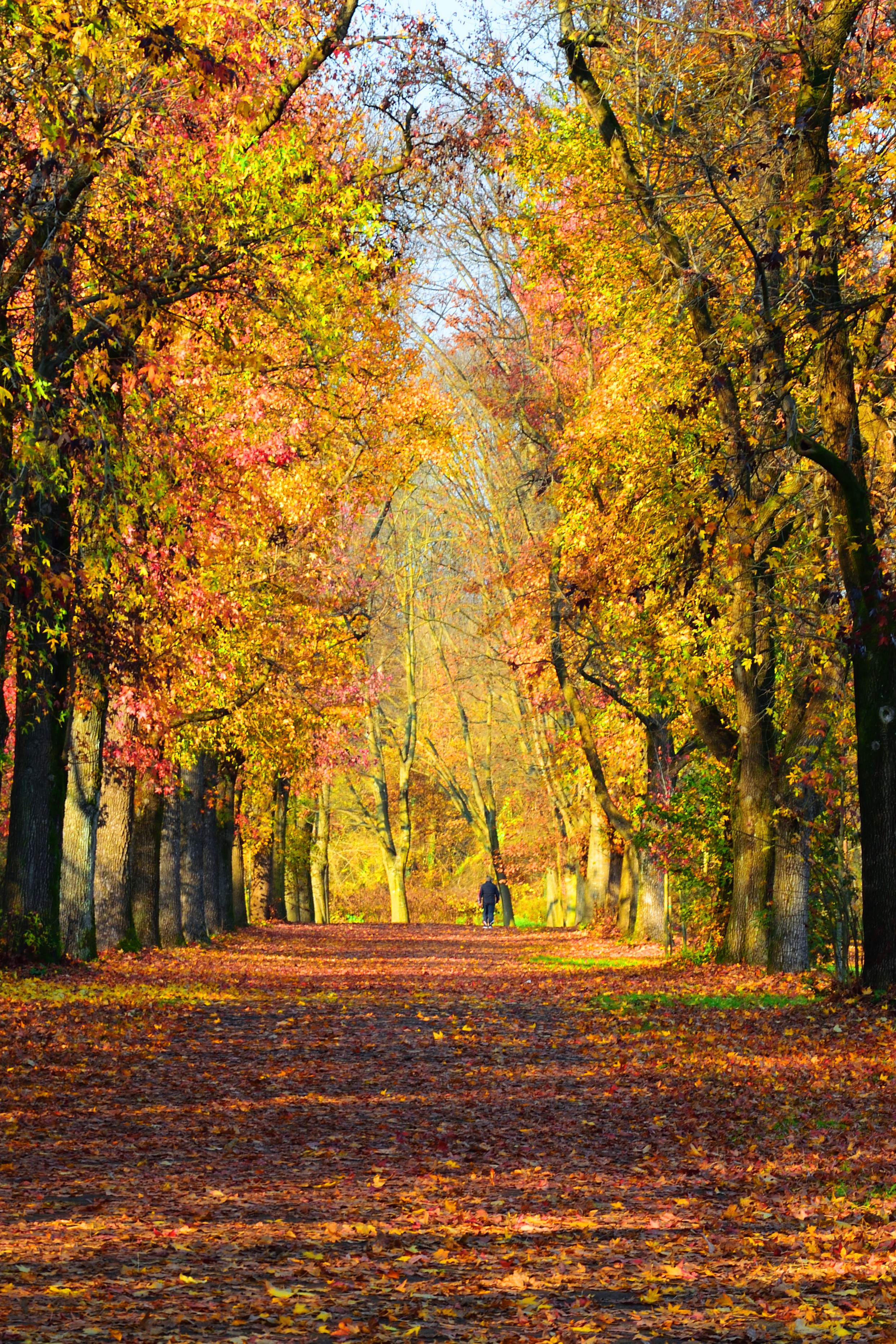 Viale autunnale di elenaro