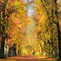 Viale autunnale di 