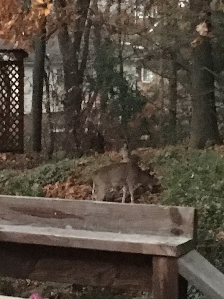 White-tailed deer