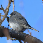 Dark-eyed junco