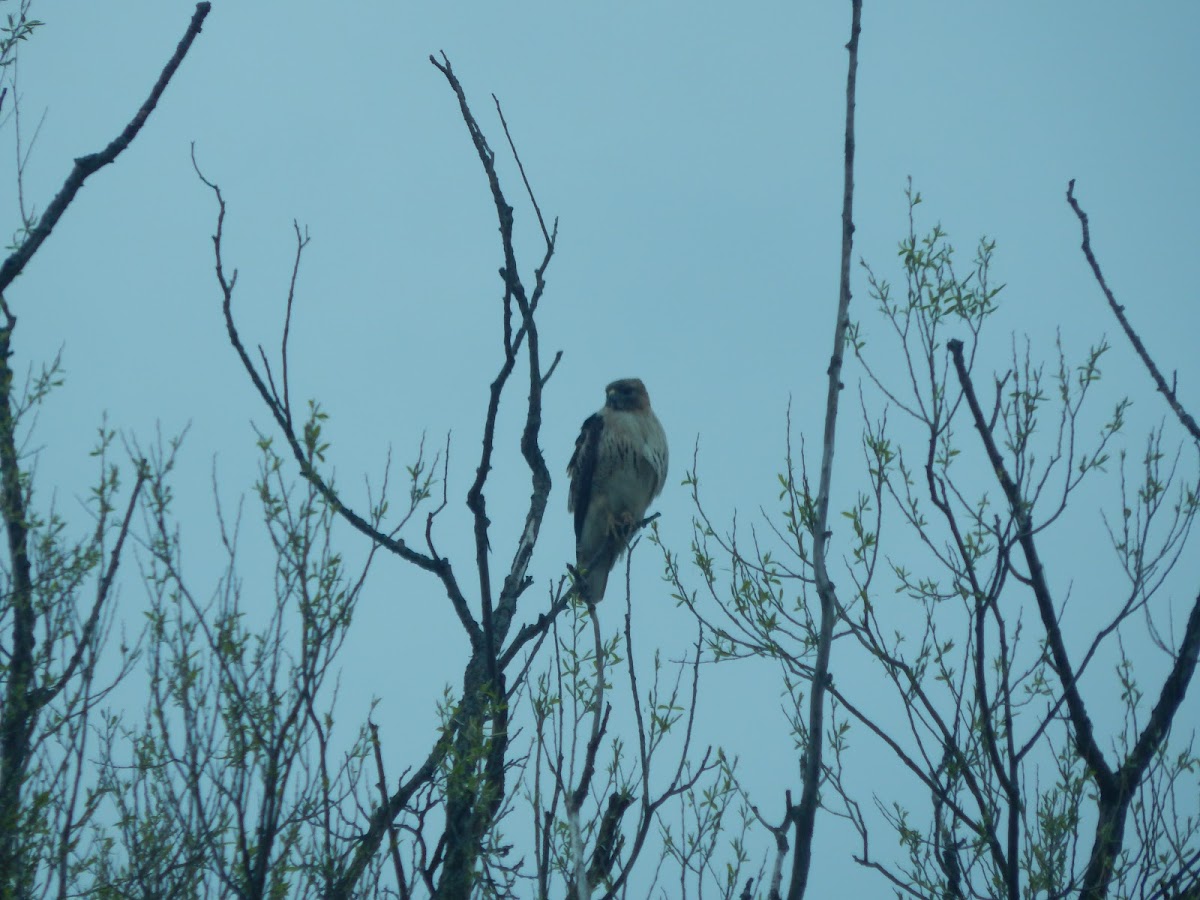 Red-tailed Hawk