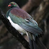 Kereru