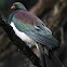 Kereru