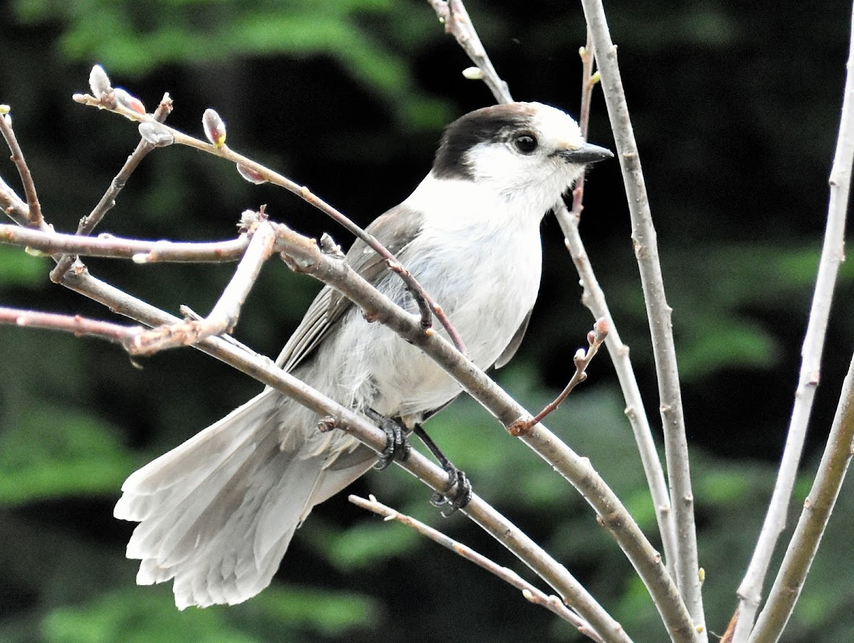 Grey jay