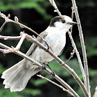 Grey jay