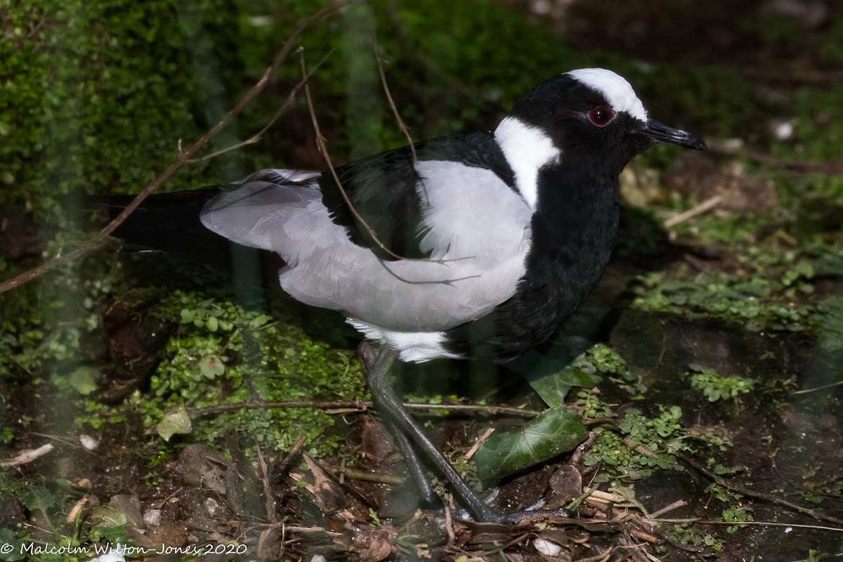 Blacksmith Lapwing