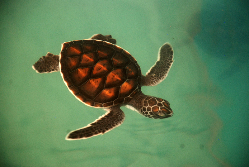 Green Sea Turtle