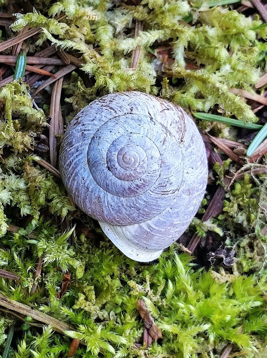 Oregon Forestsnail