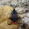 Scarlet-tipped Wasp Mimic Moth