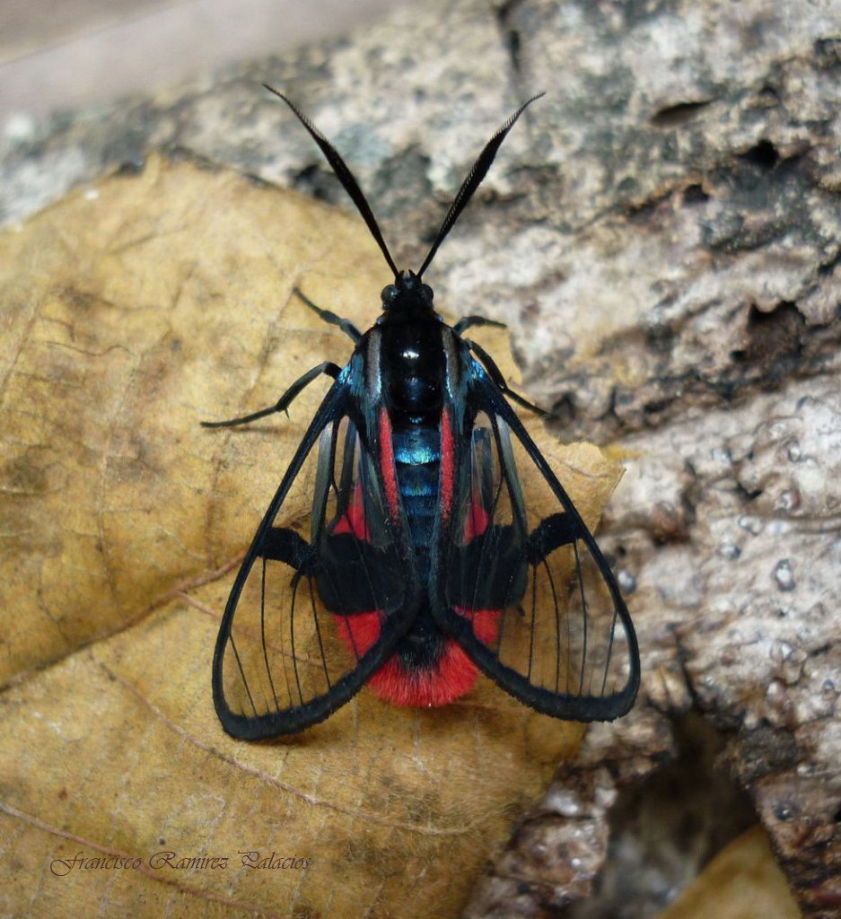 Scarlet-tipped Wasp Mimic Moth