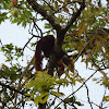 Malabar Giant Squirrel