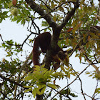 Malabar Giant Squirrel