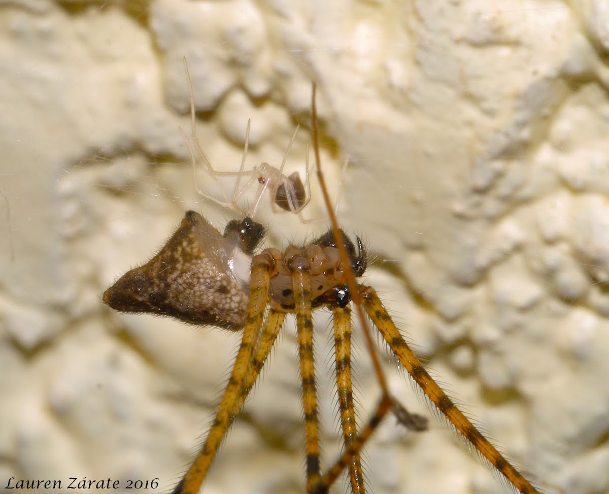 Spider with Hatched Spiderlings