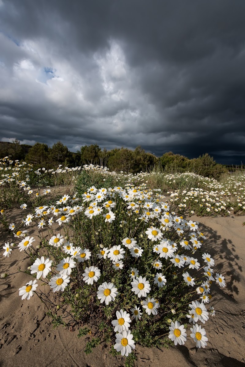 Anthemis maritima  di manrico