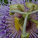 Maypop