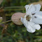 Sea Campion