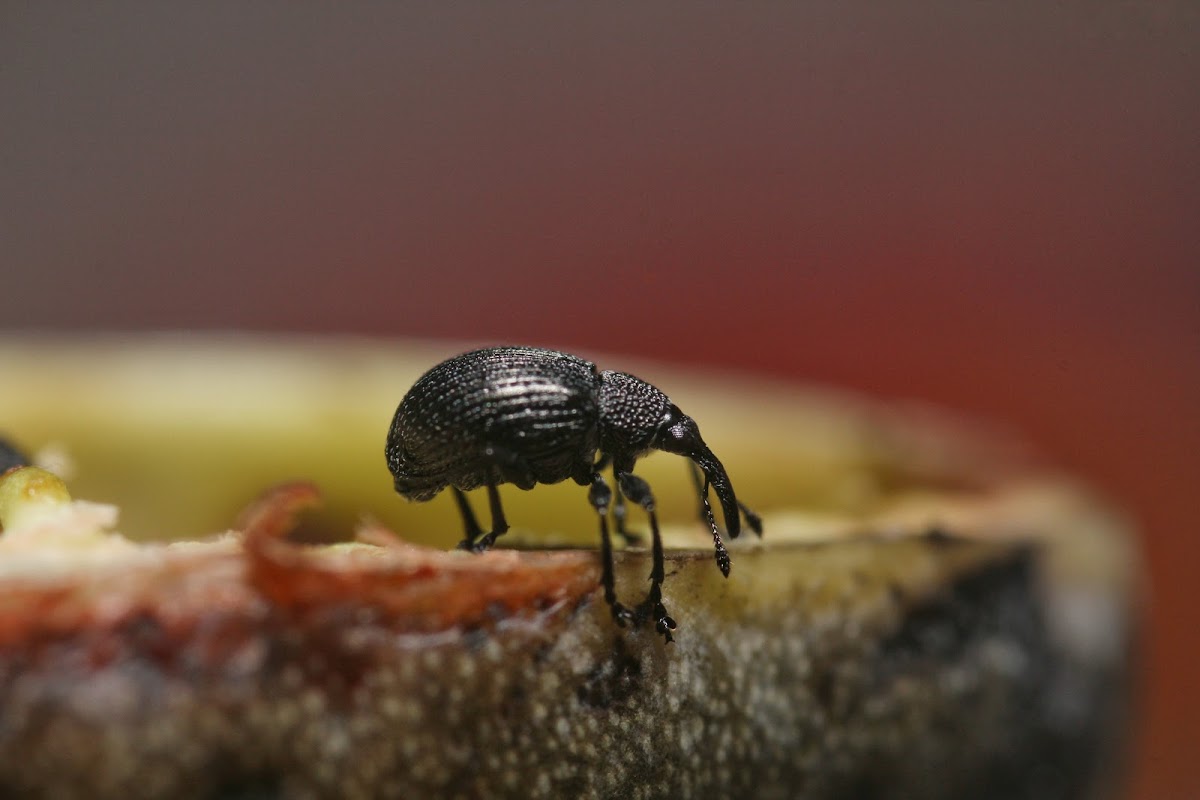 Wild Indigo Weevil