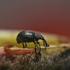 Wild Indigo Weevil