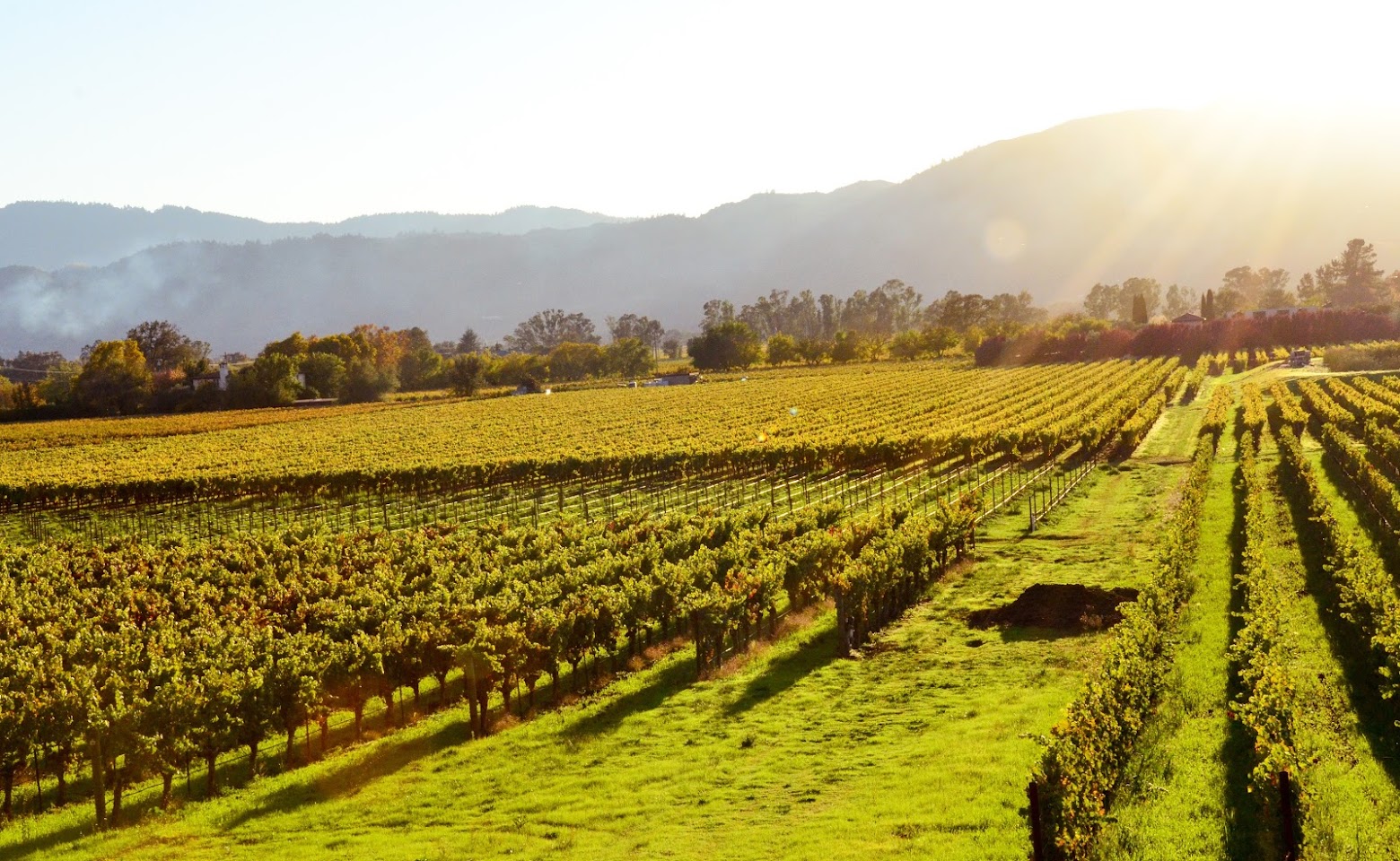 Stunning views of the vineyards, Silverado trail