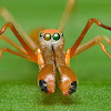 Weaver ant mimic spider - Male