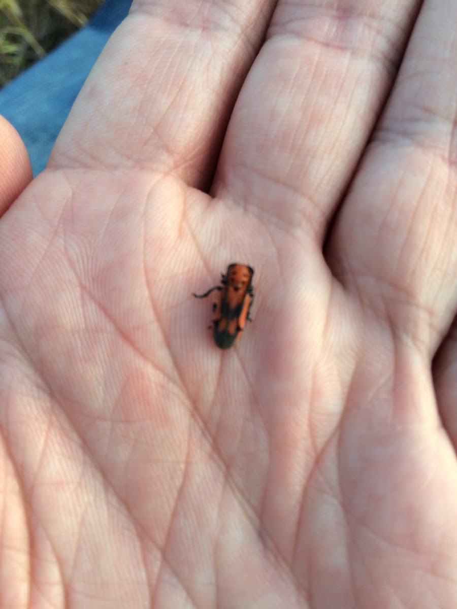 Eastern Small Milkweed Bug Nymph