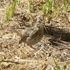 Song sparrow fledgling