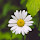 "Flower" new tab page  fresh and beautiful