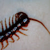 Centipede