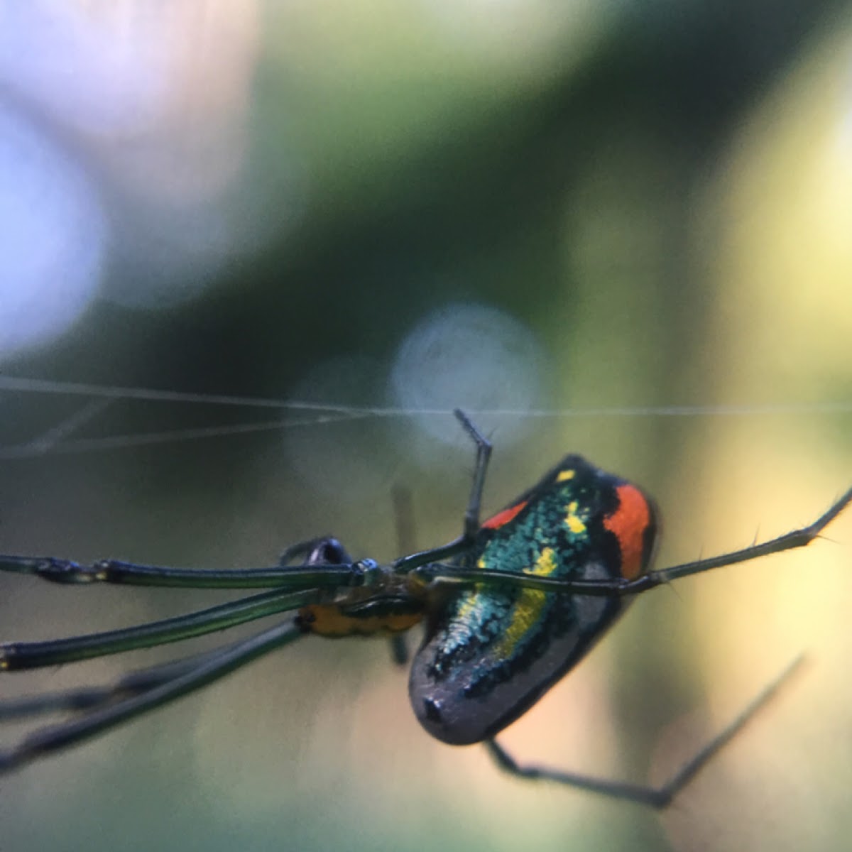 Orchard Orbweaver