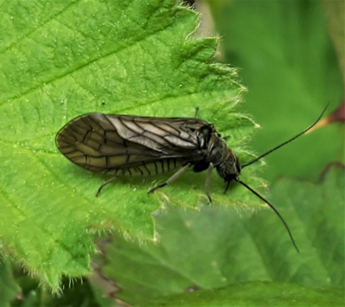 Alderfly