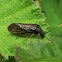 Alderfly