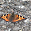 Small Tortoiseshell