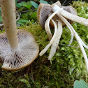 Früher Faserling