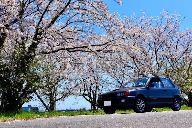 スターレットのサクラと愛車・桜とコラボに関するカスタム事例の投稿画像5枚目