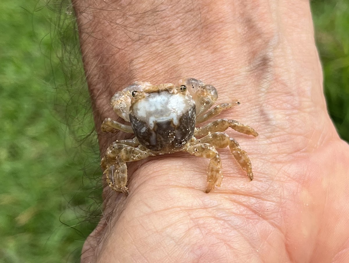 unidentified crab