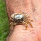 unidentified crab