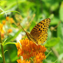 Great spangled fritillary