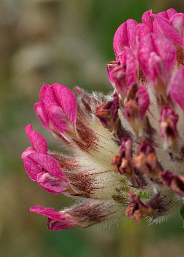 Anthyllis vulneraria subsp. iberica