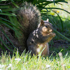 Fox Squirrel