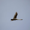 Trumpeter Swan