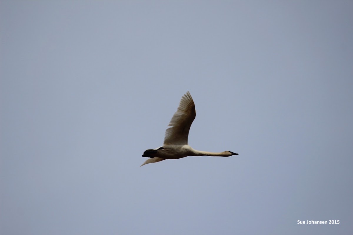 Trumpeter Swan