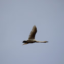 Trumpeter Swan