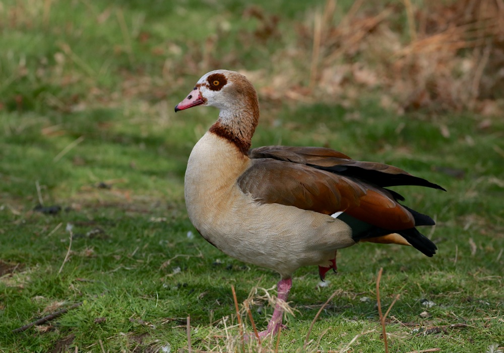 Egyptian Goose