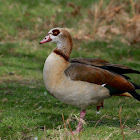 Egyptian Goose