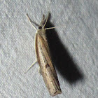 Changeable Grass-veneer Moth