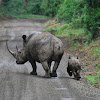 Southern White Rhinoceros