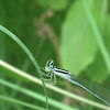 Damsel fly