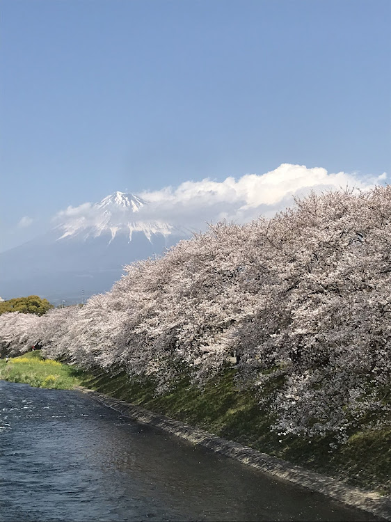 ストリームの旅行・桜・ドライブに関するカスタム事例の投稿画像11枚目