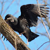 Black Vulture