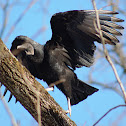 Black Vulture